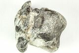 Rare Dinosaur (Hypsilophodon) Vertebra w/ Fossilized Tendons #206520-1